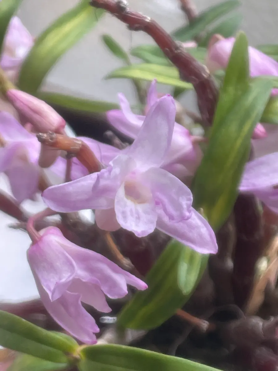 セッコクそれぞれの花｜園芸日記by冬月｜みんなの趣味の園芸