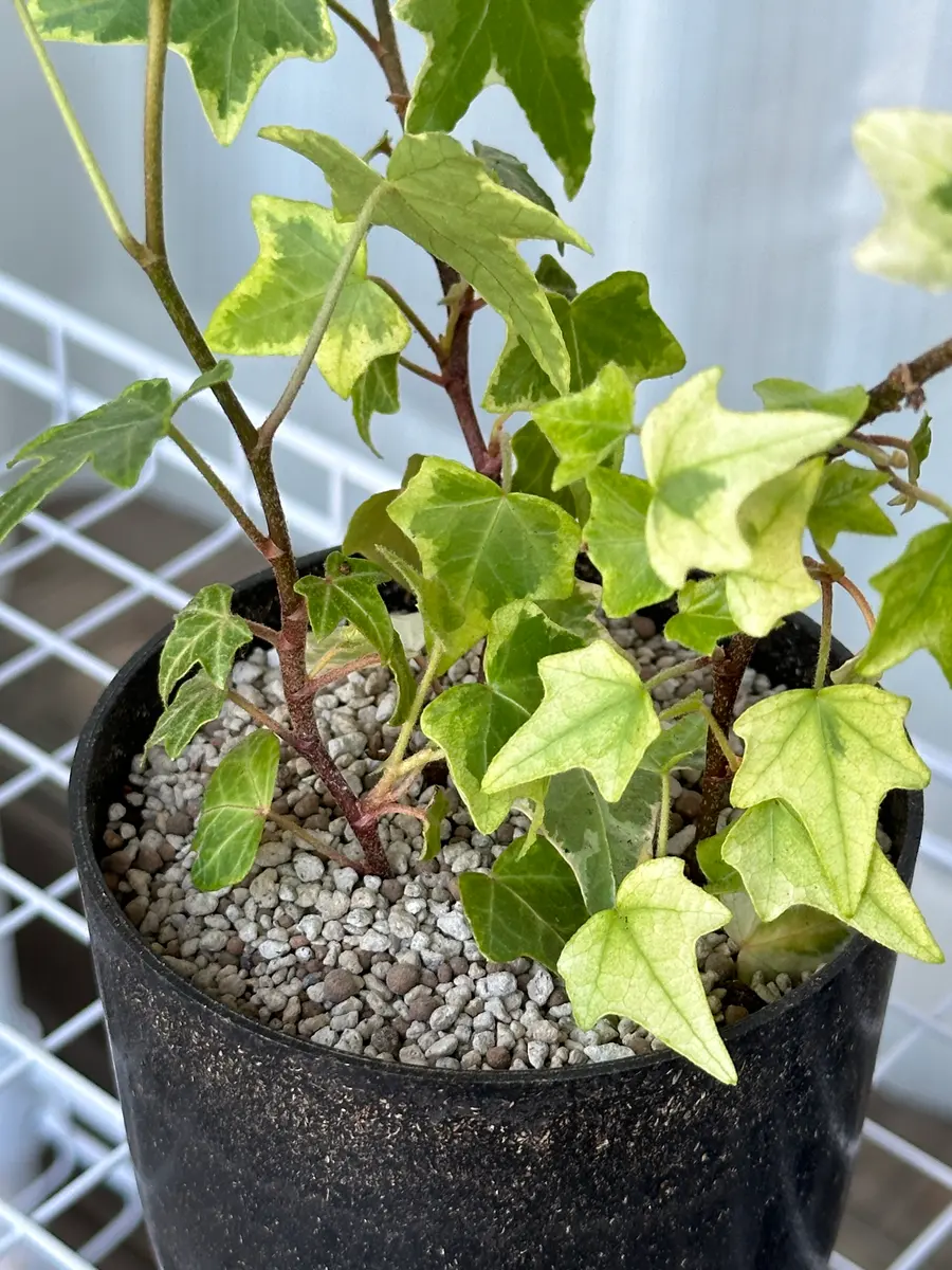 観葉植物】アイビー・へデラ 土付き抜き苗 【公式通販】 観葉植物】アイビー・へデラ 土付き抜き苗 【公式通販】