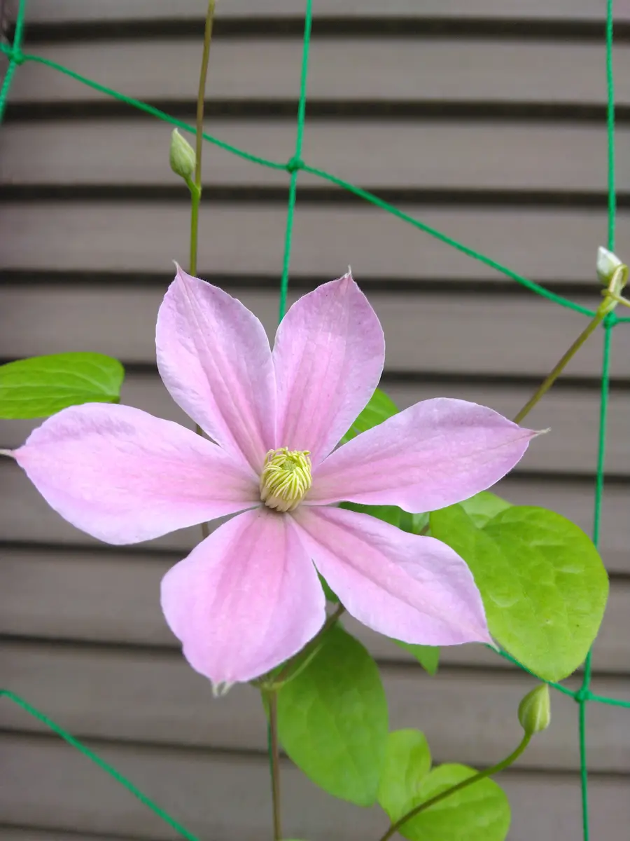 クレマチス 桜吹雪｜園芸日記byかるしうむ｜みんなの趣味の園芸｜1203606