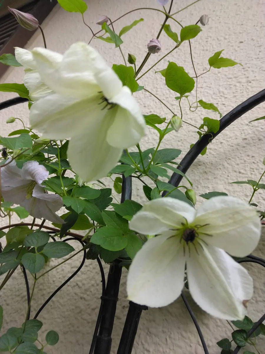 クレマチス 桜吹雪｜園芸日記byかるしうむ｜みんなの趣味の園芸｜1203606