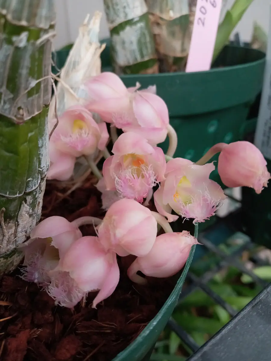 タケノコ蘭が咲きはじめました🌼｜園芸日記by塔ノ岳｜みんなの趣味の