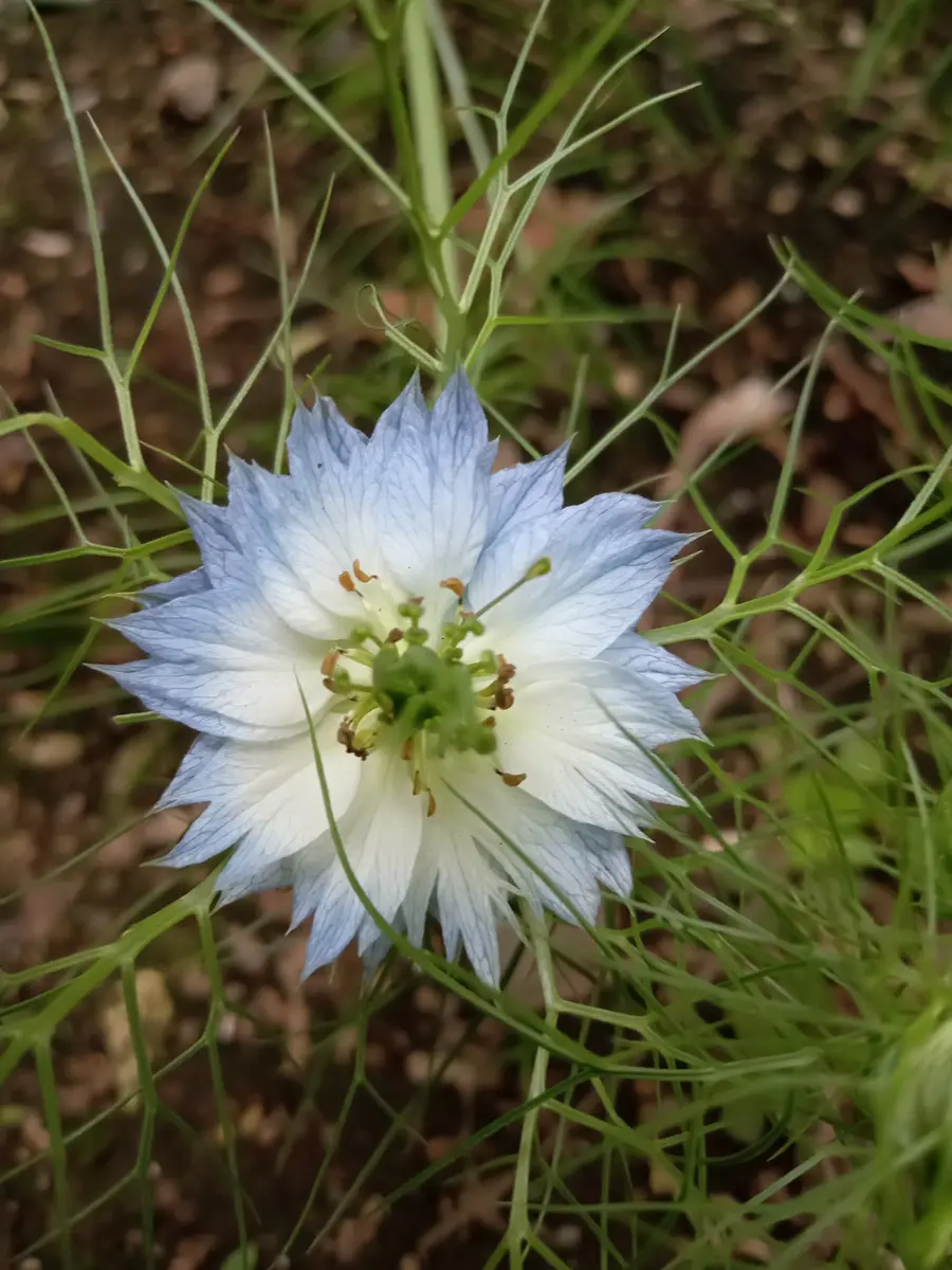 タケノコ蘭が咲きはじめました🌼｜園芸日記by塔ノ岳｜みんなの趣味の