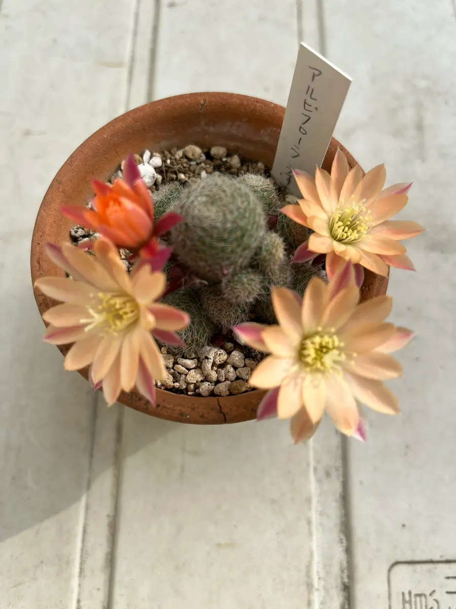 アルビフローラ｜園芸日記bydenndoro-k｜みんなの趣味の園芸