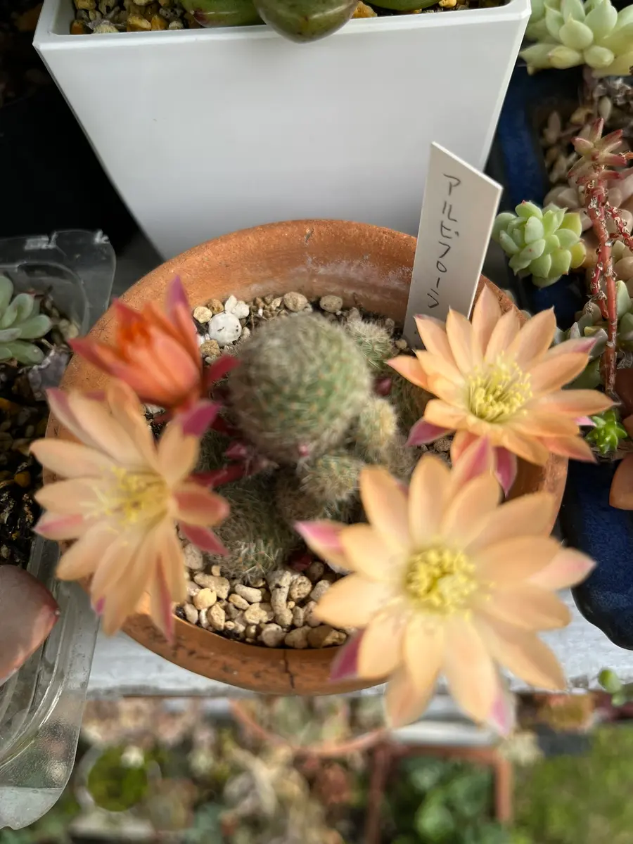 アルビフローラ｜園芸日記bydenndoro-k｜みんなの趣味の園芸｜1203824