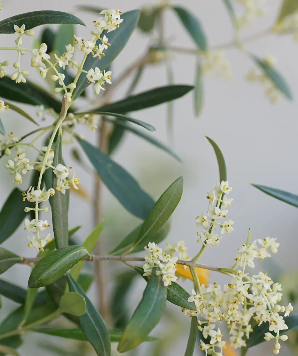 【オリーブ】【ルッカ】開花・結実実績あり オリーブ(ルッカ)開花｜園芸日記byたまゆあ｜みんなの趣味の園芸｜1204044
