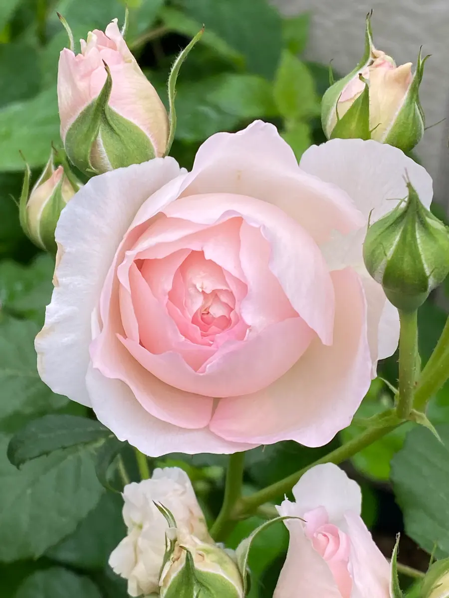 エゼ様オーダー染め花　薔薇&アネモネ エゼ様オーダー染め花 薔薇&アネモネ （アネモネと薔薇 | ｜正光