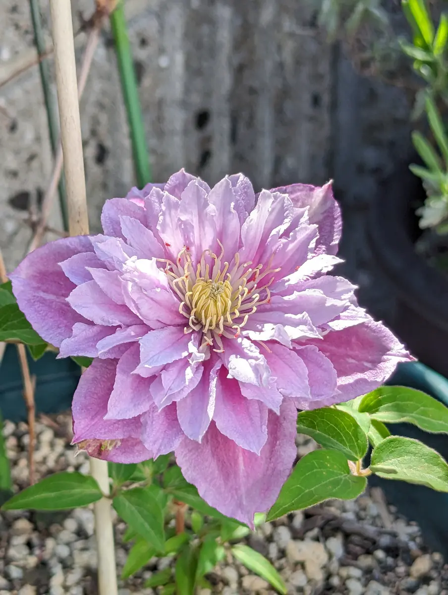 クレマチスピィール八重咲き｜園芸日記byはる桜｜みんなの趣味の園芸