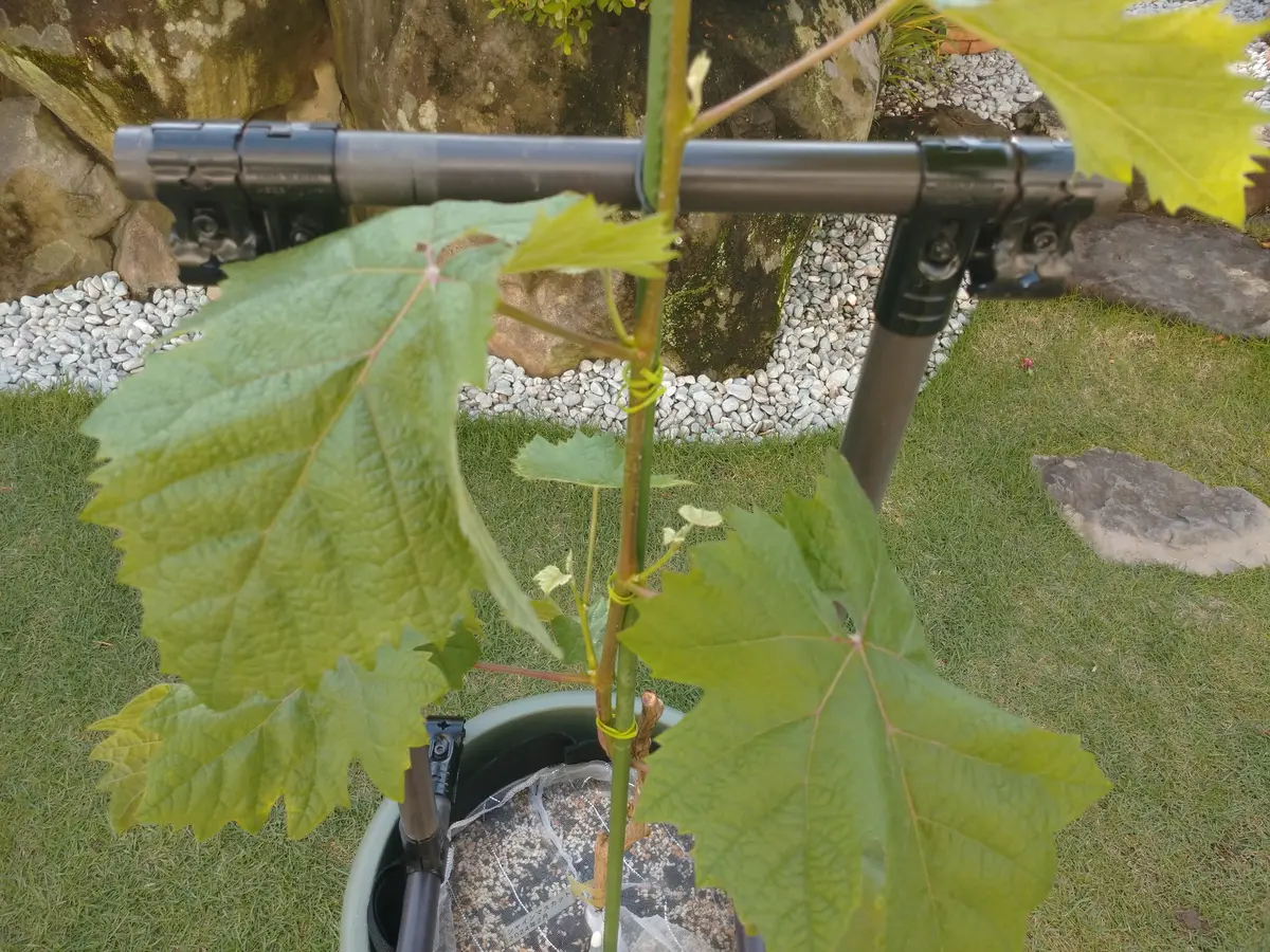 🍇ブドウ【シャインマスカット】一文字仕立て〔写真3枚目