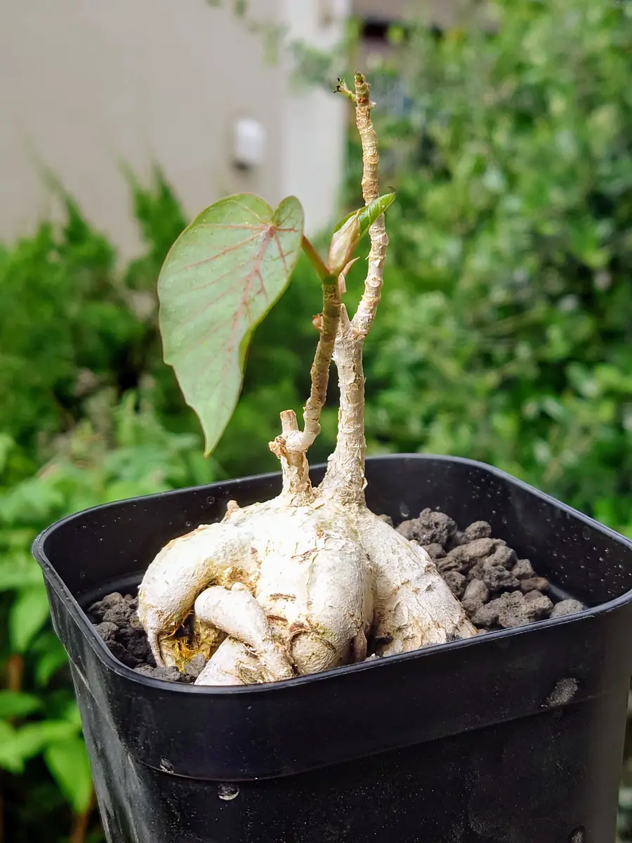 フィカス・ペティオラリスさん、お引越し！｜園芸日記byPlantskafka