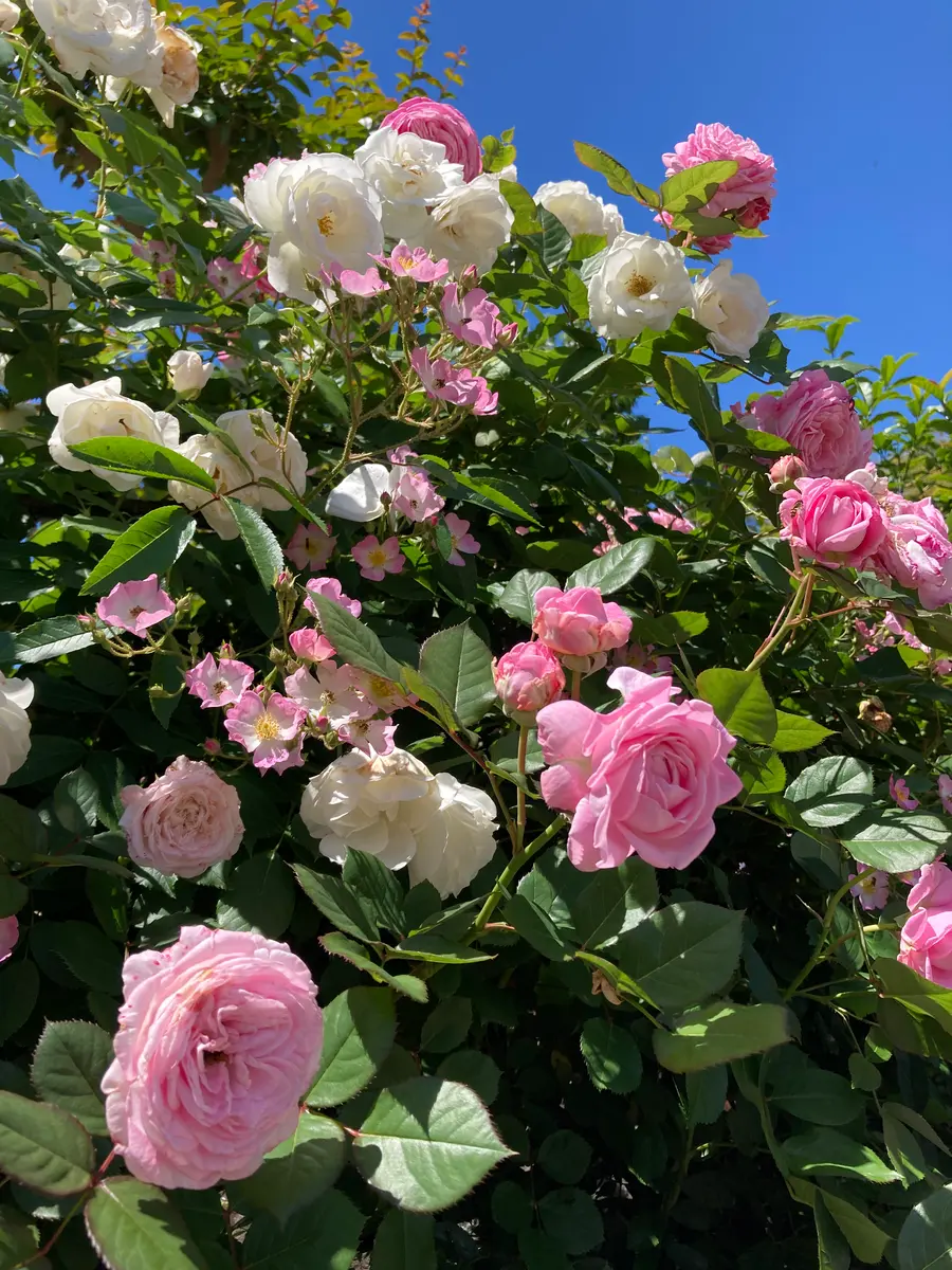 才のバラ 我が家のバラ🌹｜🍀GreenSnap（グリーンスナップ）