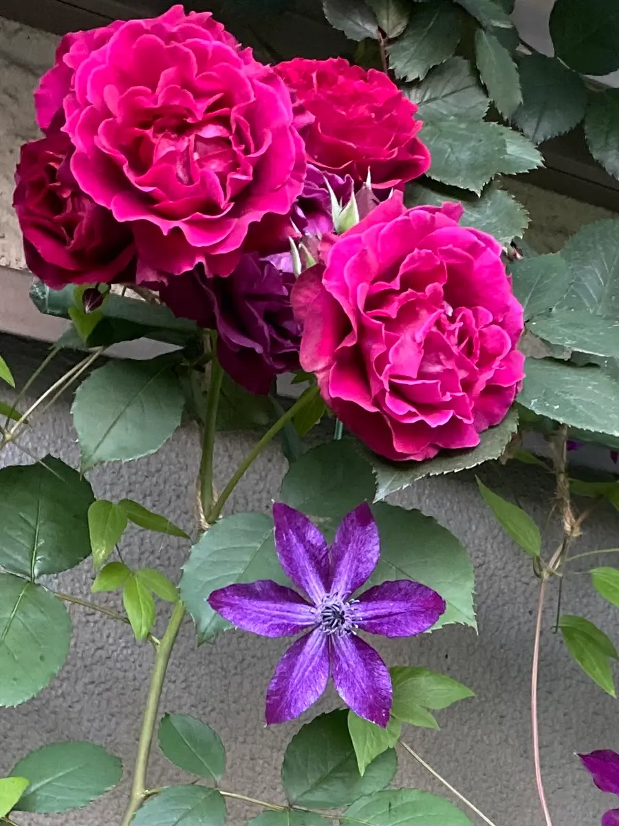 ナイトバード💙｜園芸日記byぴょこぴょこ｜みんなの趣味の園芸