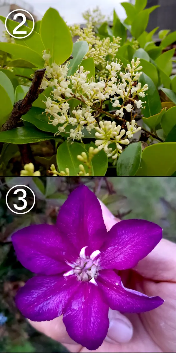 花曇 24.5.15】優曇華（うどんげ）の花｜園芸日記byともたん0128｜みんなの