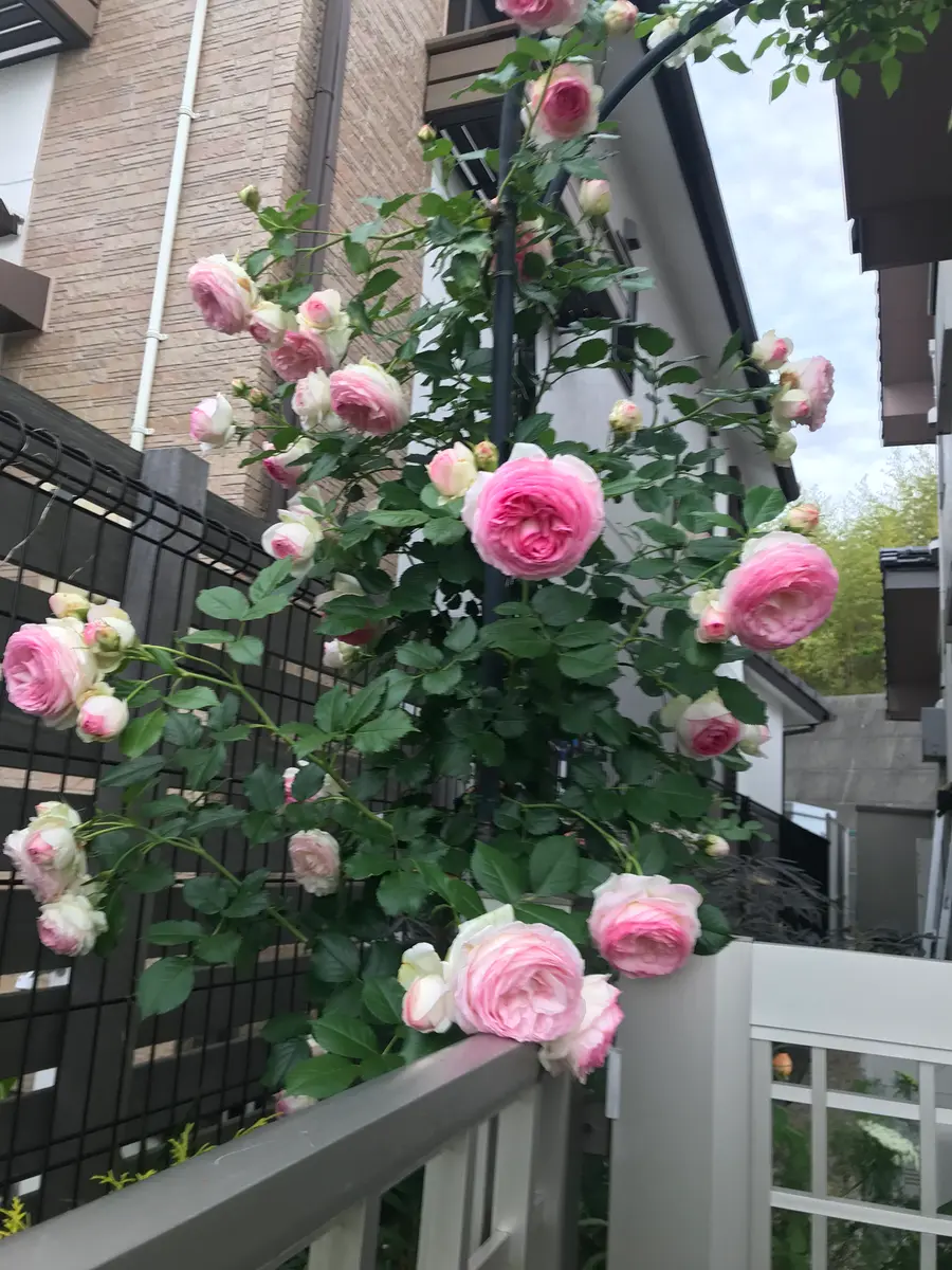豪奢な 昨日撮ったバラ｜園芸日記byピンクペッパー｜みんなの趣味の園芸 フラワーアレンジメント