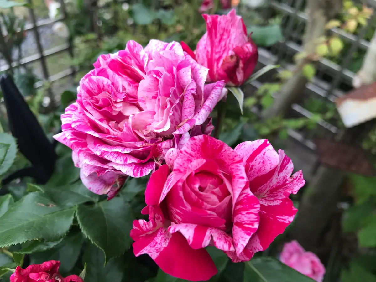 3893☘️ラスト☘️3年間管理株☘️超レア☘️⭐️バラの様な花弁展開⭐️超多弁⭐️吉田園芸⭐️ 昨日撮ったバラ｜園芸日記byピンクペッパー｜みんなの趣味の園芸｜1205422