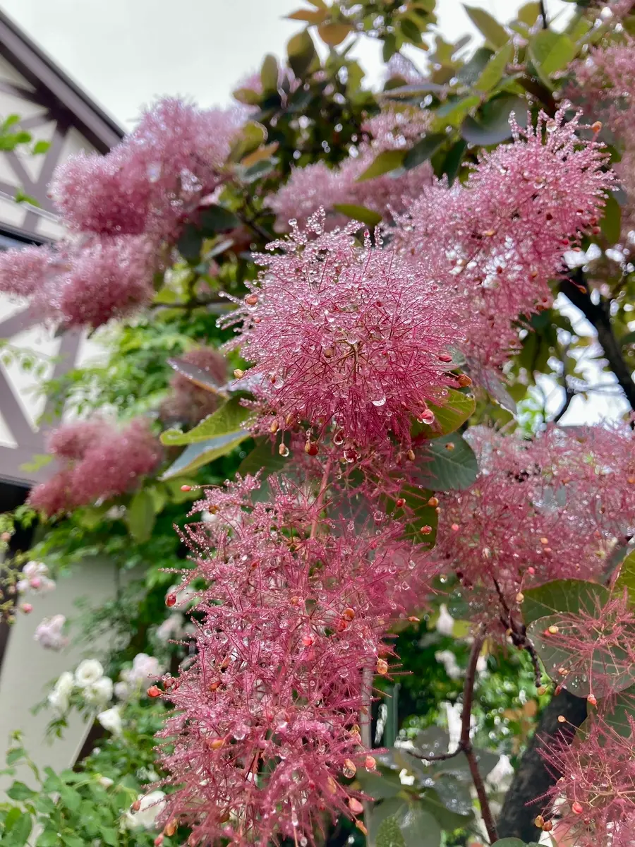 スモークツリー|園芸日記bychako-oki|みんなの趣味の園芸|1205655 スモークツリー|園芸日記bychako-oki|みんなの趣味の園芸|1205655