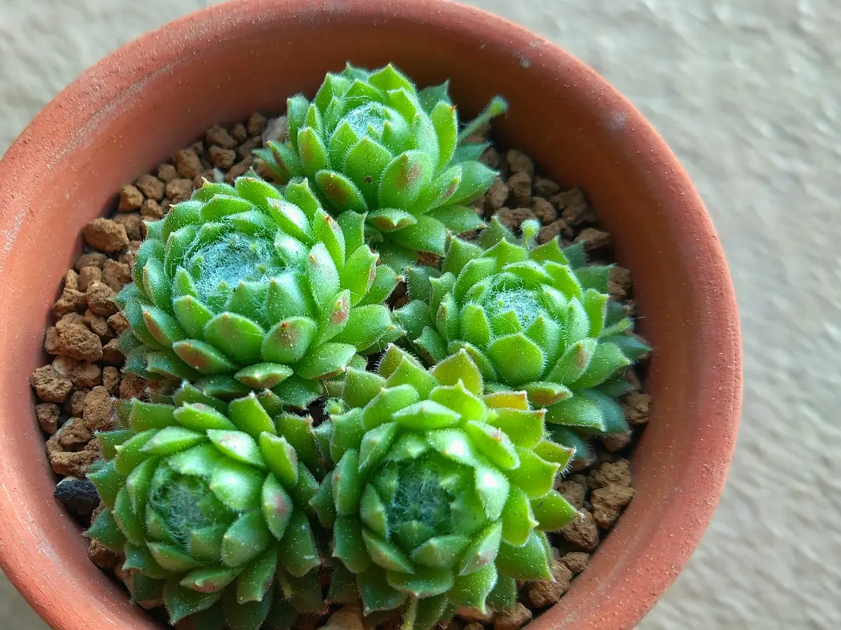 キノコ!?いえ、脇芽のようです｜園芸日記bykai2022｜みんなの趣味の