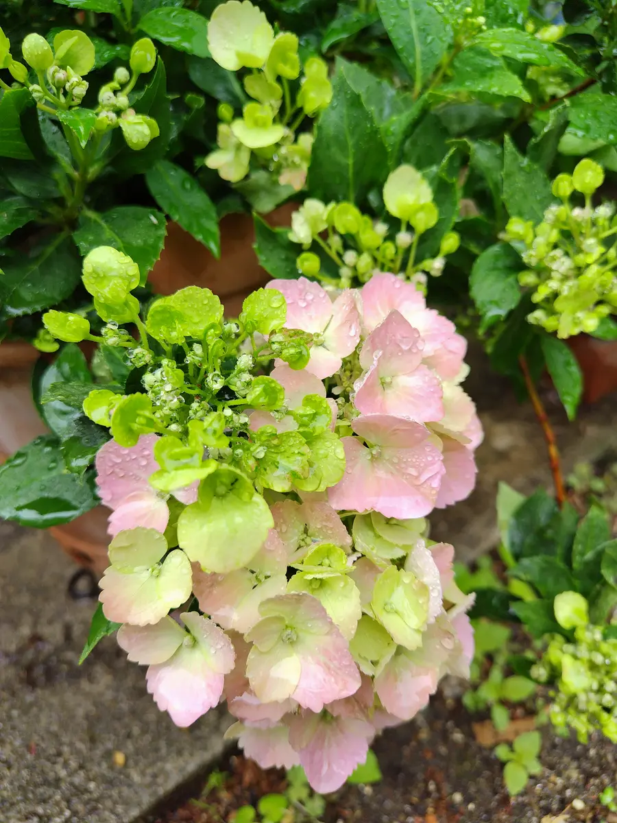 雨の庭｜園芸日記bysakura＊の庭｜みんなの趣味の園芸｜1205787
