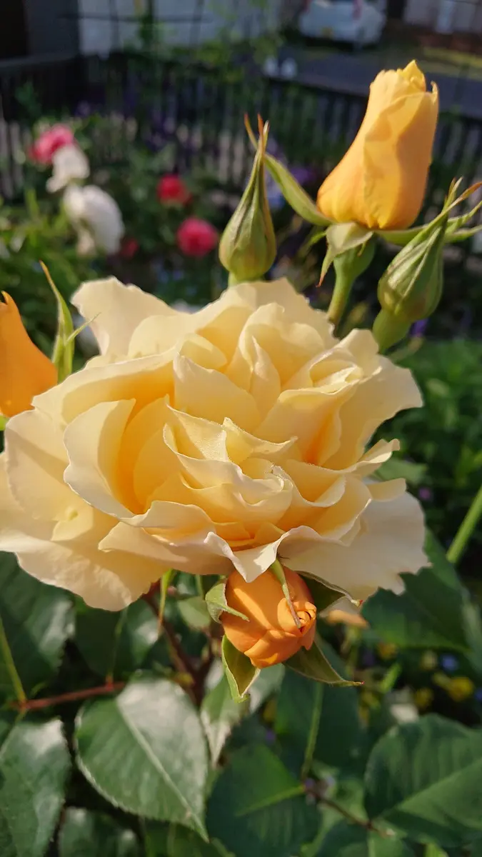 ニューフェイス🌹｜園芸日記byしぃママ｜みんなの趣味の園芸｜1205815