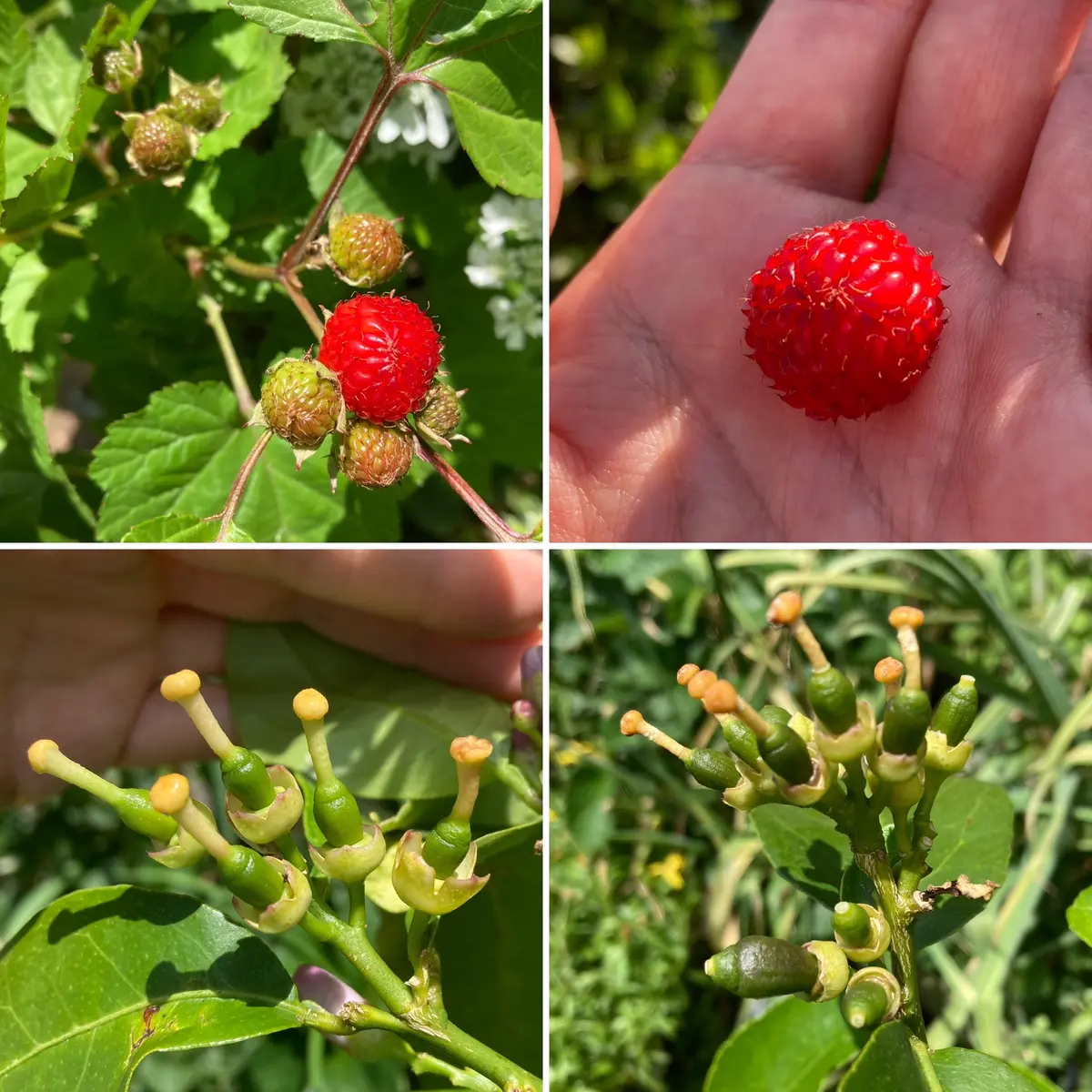 nholieu98です。横取り禁止! nholieu98様専用です。横取り禁止です! メルカリの「〇〇様専用」の意味と