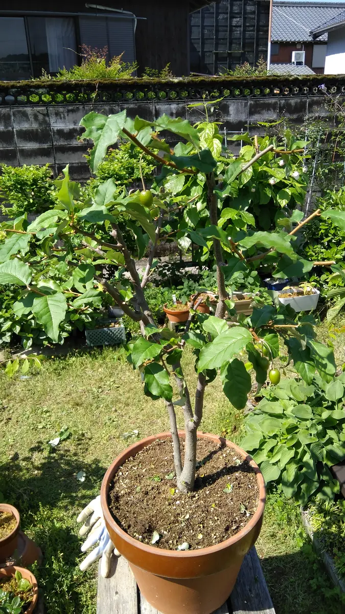 大和オンラインショップ