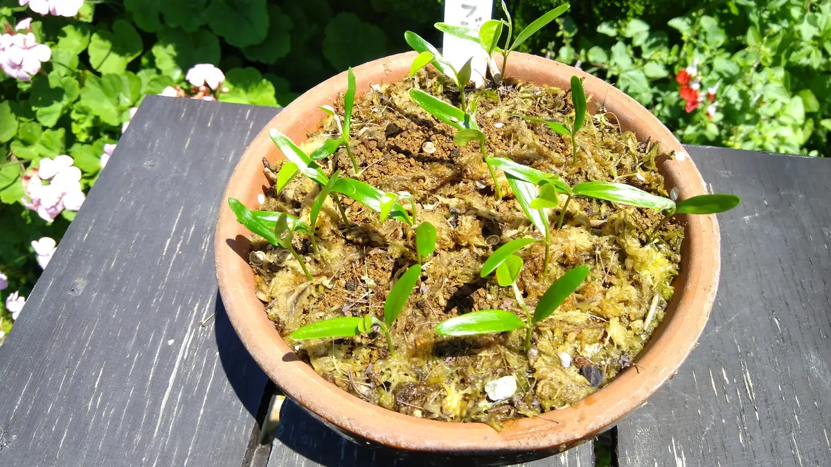 青葛藤(アオツヅラフジ)の発芽｜園芸日記byshinji70｜みんなの趣味の