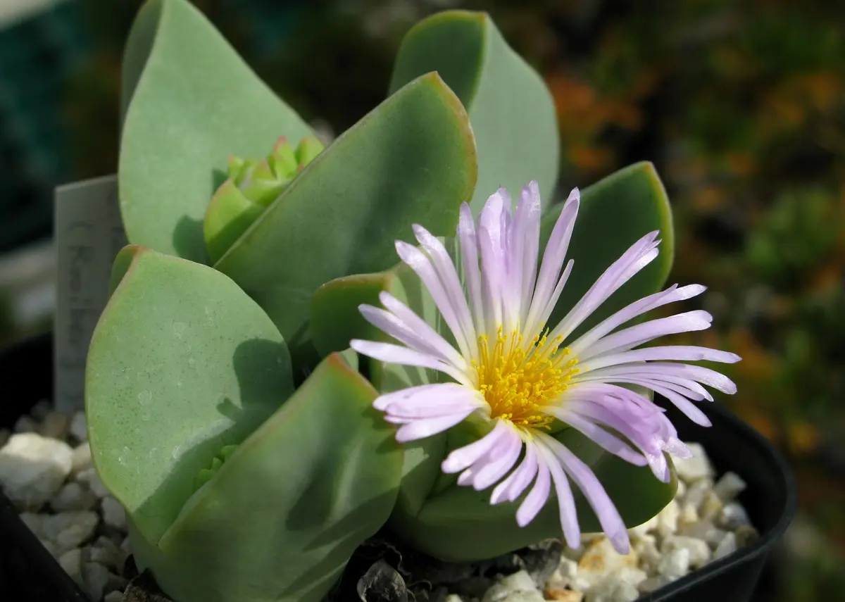 専用　コノフィツム ヤンギー　　群生株 専用 コノフィツム ヤンギー 群生株 コノフィツムとは｜育て方が