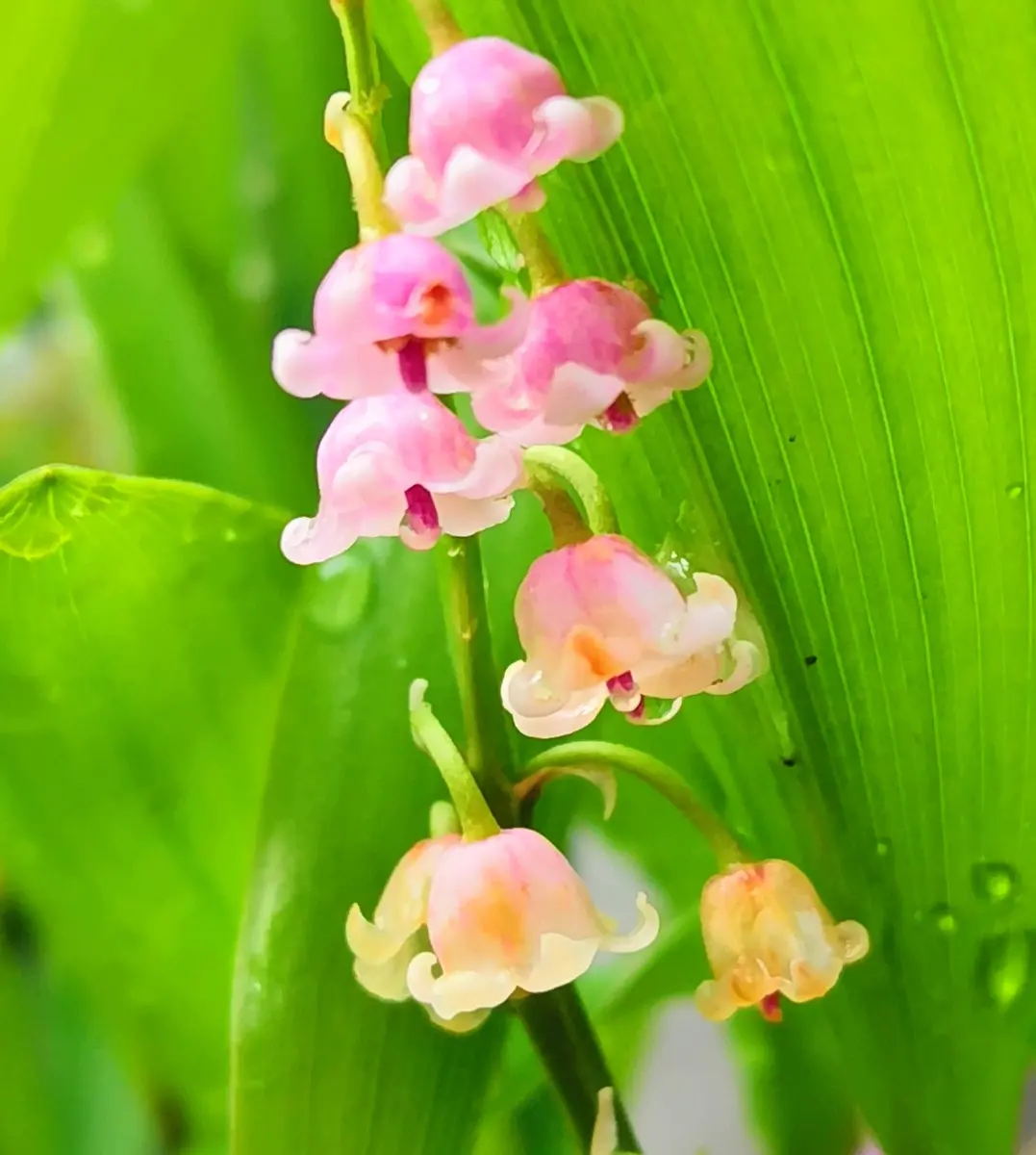 ピンクのすずらん｜園芸日記byjictenko｜みんなの趣味の園芸
