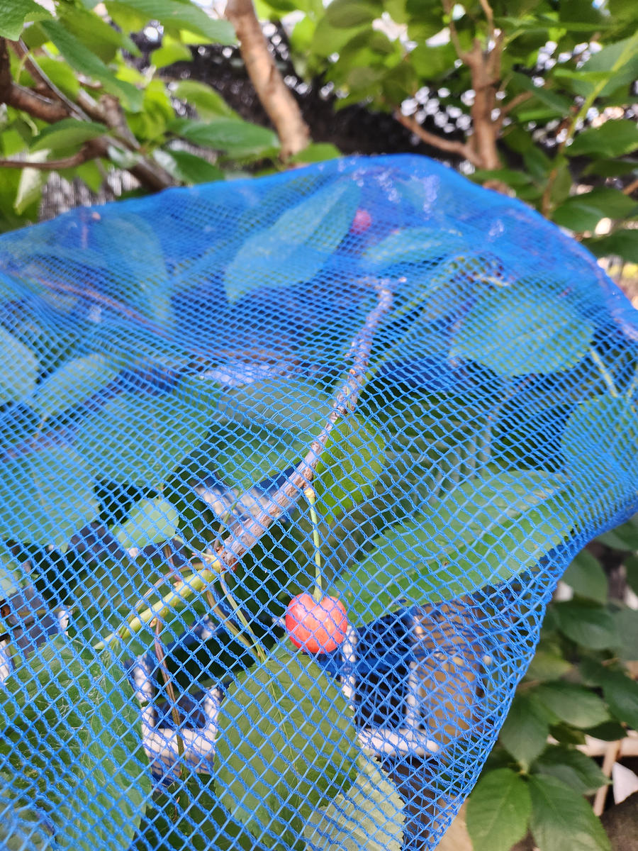 さくらんぼ 鳥よけネット サクランボの木 防鳥ではなく防虫になった