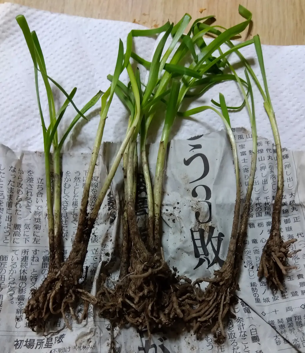 ニラ始めました｜園芸日記byしましま実花｜みんなの趣味の園芸｜1206161