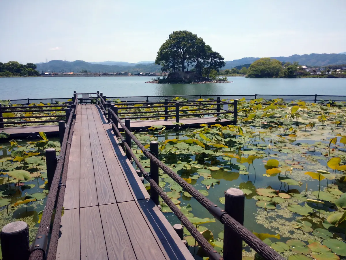 平池緑地公園・紀の川市｜園芸日記bymtaka｜みんなの趣味の園芸
