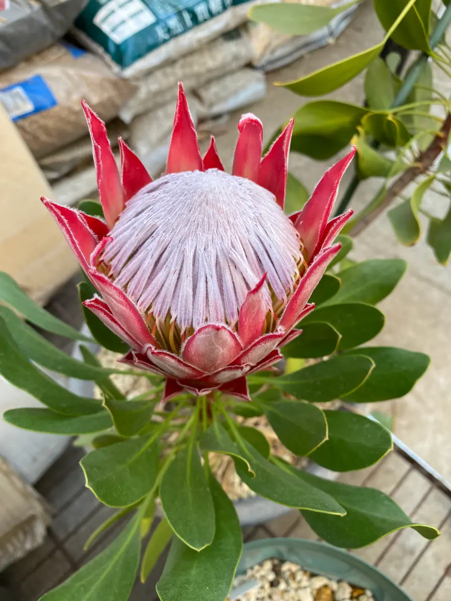 プロテアキングホワイト　1フラワー プロテアキングホワイト 1フラワー プロテア開花 2024年｜園芸日記byBP