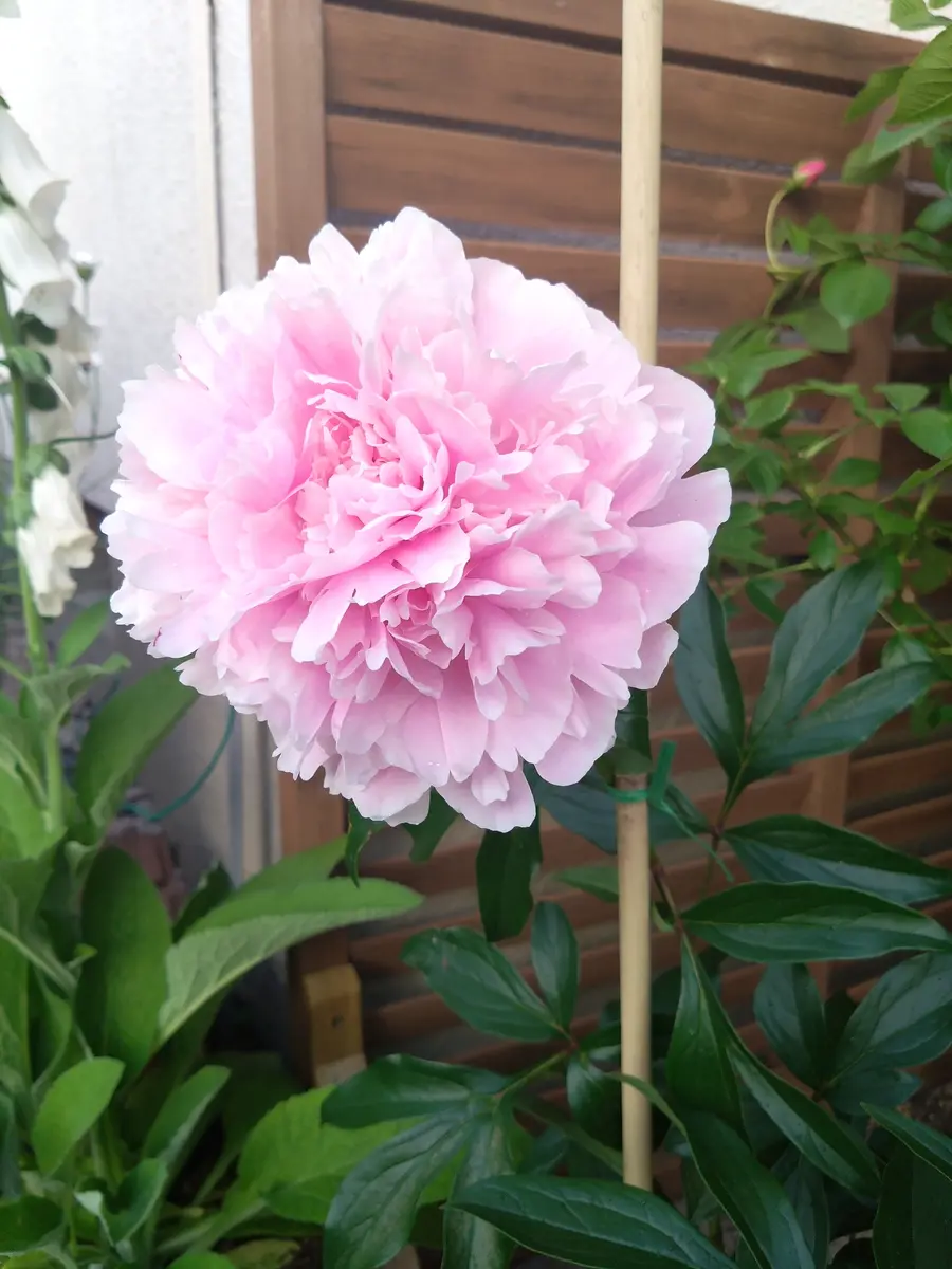 芍薬 サラベルナール｜園芸日記byはなる｜みんなの趣味の園芸｜1206672
