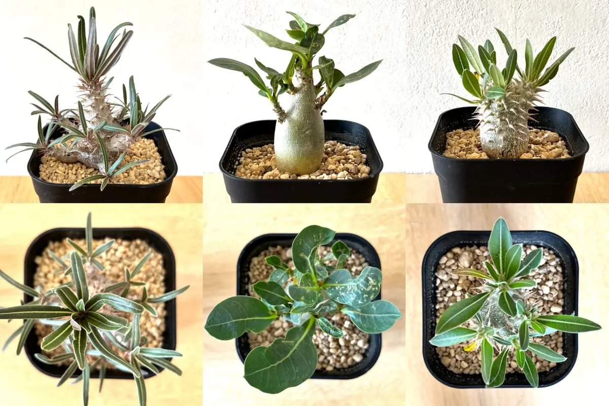 独特の上品 グラキリス】春から塊根！多頭？良型 （ある日いきなり塊根植物 塊根植物・コーデックス