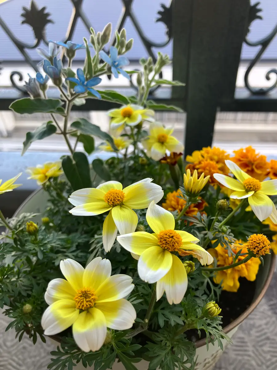 夏の寄せ植え🌼はじめました♪｜園芸日記byes620｜みんなの趣味の園芸