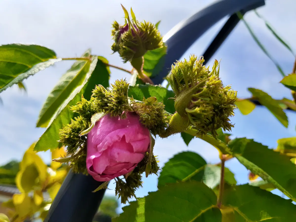 ニュースキンの『TRME』TRME バーニングフォーカス2本　バラ売り可！ ニュースキンの『TRME』TRME バーニングフォーカス2本 バラ売り可