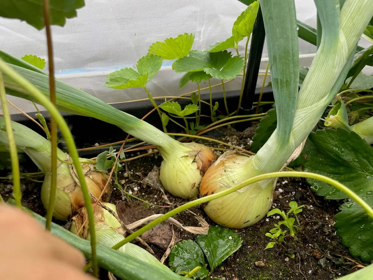 収穫〕イチゴと玉ねぎ｜園芸日記byYuccaBoulevard｜みんなの趣味の園芸