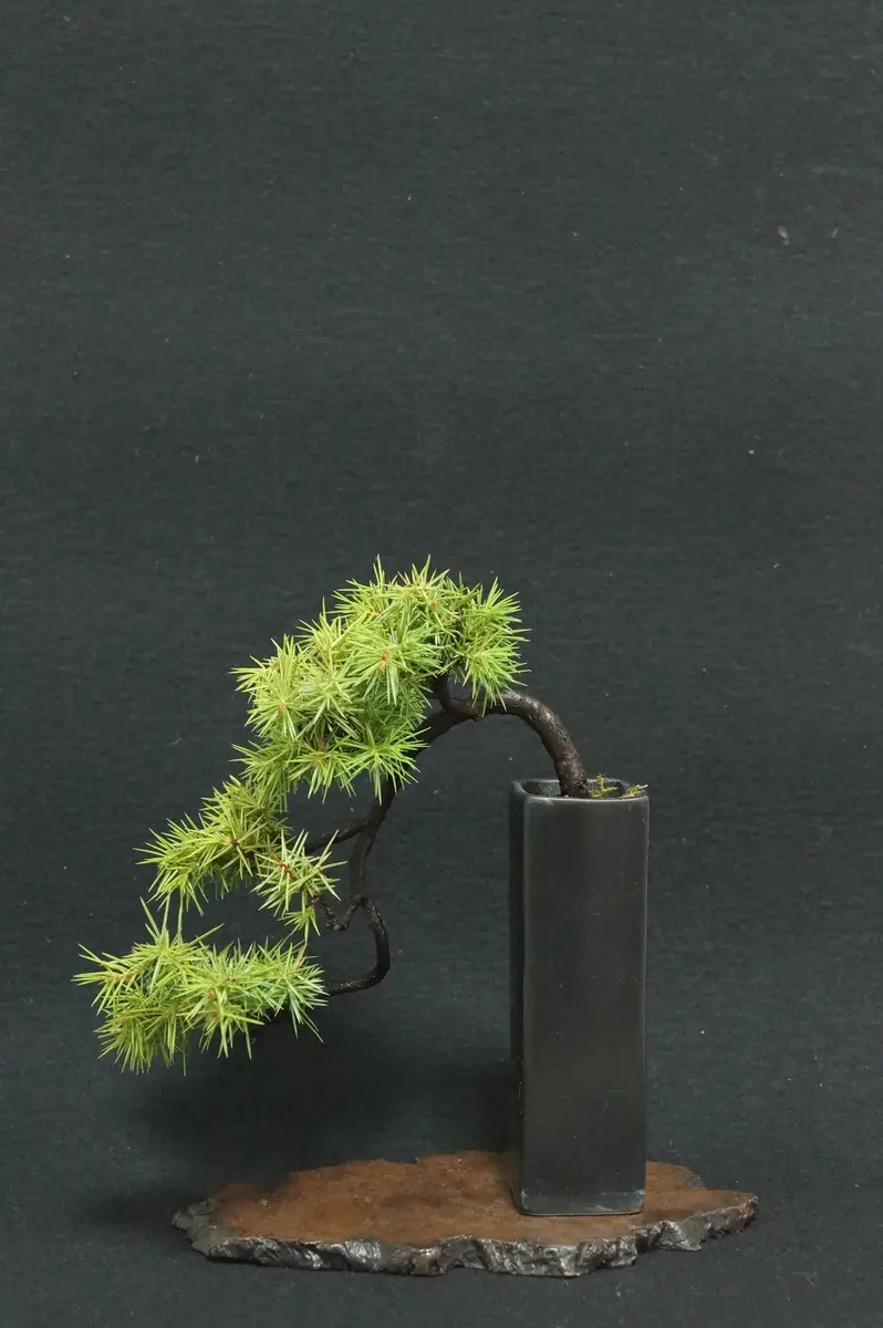 盆栽 「懸崖の杜松」挿し木｜園芸日記byFLOWERMAN｜みんなの趣味の園芸