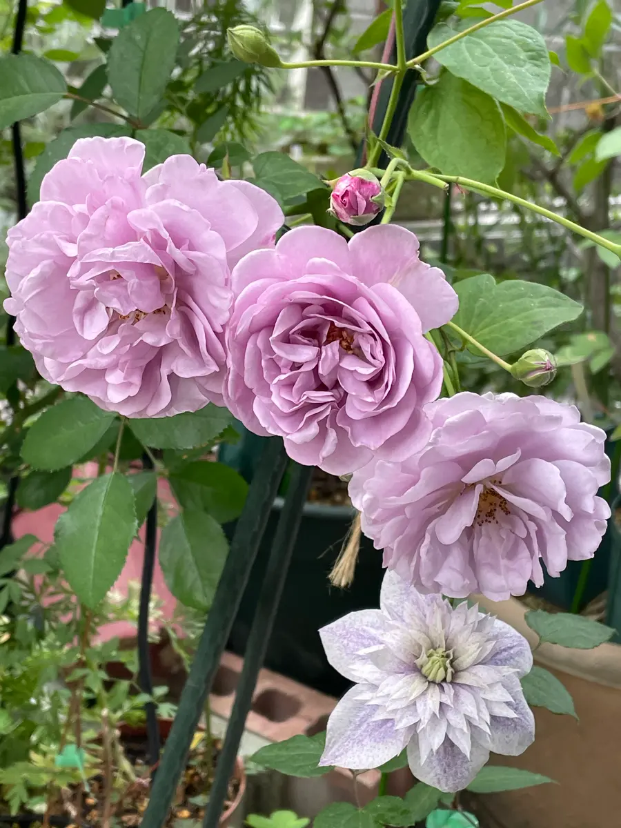 ゆくはし植物園 | 秋のバラ第2弾！ 庭植えしてみませんか？ pic1