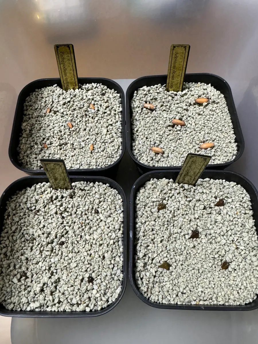 塊根系実生スタートアップ｜園芸日記byOnikuniku｜みんなの趣味の園芸