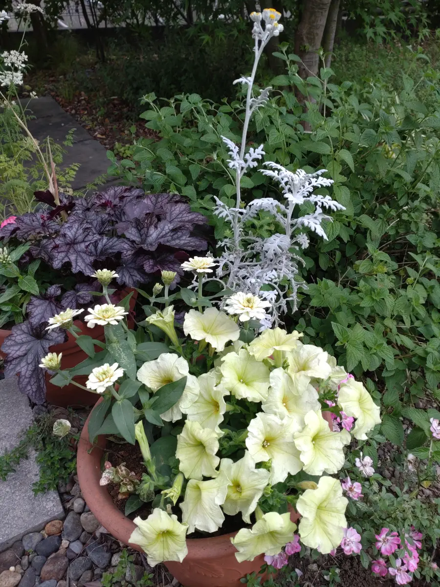 白系の寄せ植え｜園芸日記byしんみや｜みんなの趣味の園芸｜1207756