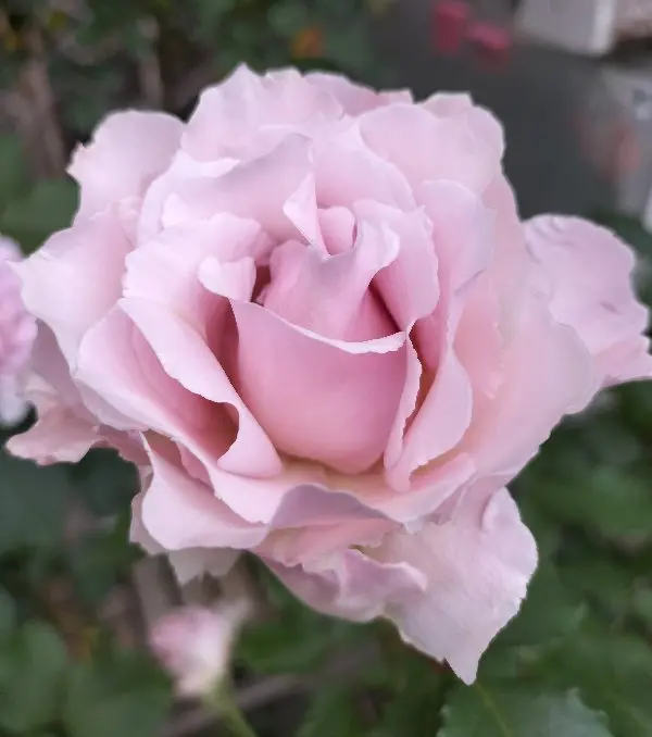 エレガント系｜園芸日記byブラックマロウ｜みんなの趣味の園芸｜1207864