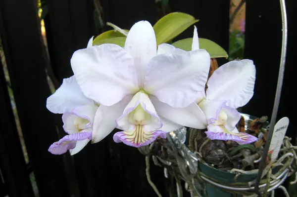 ミニカトレア/ノビリオール｜園芸日記byzorovivi｜みんなの趣味の園芸