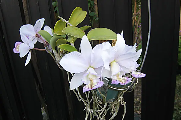 ミニカトレア/ノビリオール｜園芸日記byzorovivi｜みんなの趣味の園芸