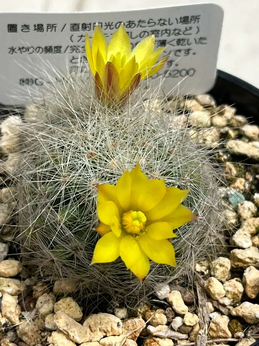 サボテン 黄花｜園芸日記bydenndoro-k｜みんなの趣味の園芸｜1208265