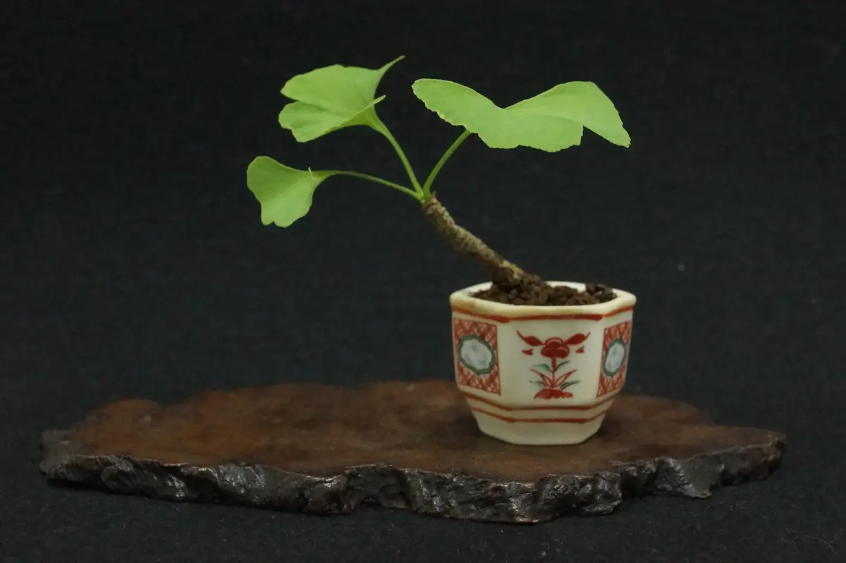 盆栽 「イチョウ」挿し木｜園芸日記byFLOWERMAN｜みんなの趣味の園芸
