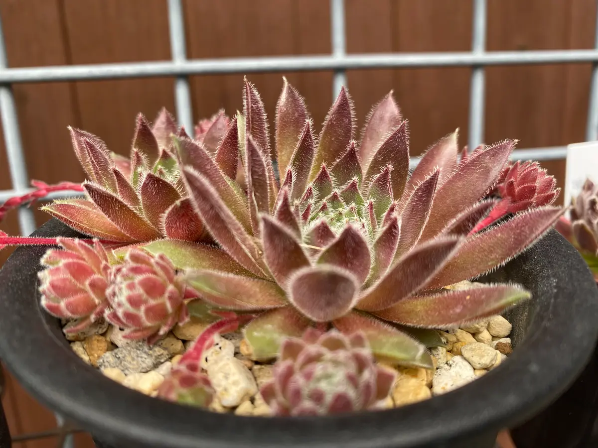 センペルビウム｜園芸日記byマンダル｜みんなの趣味の園芸｜1208459