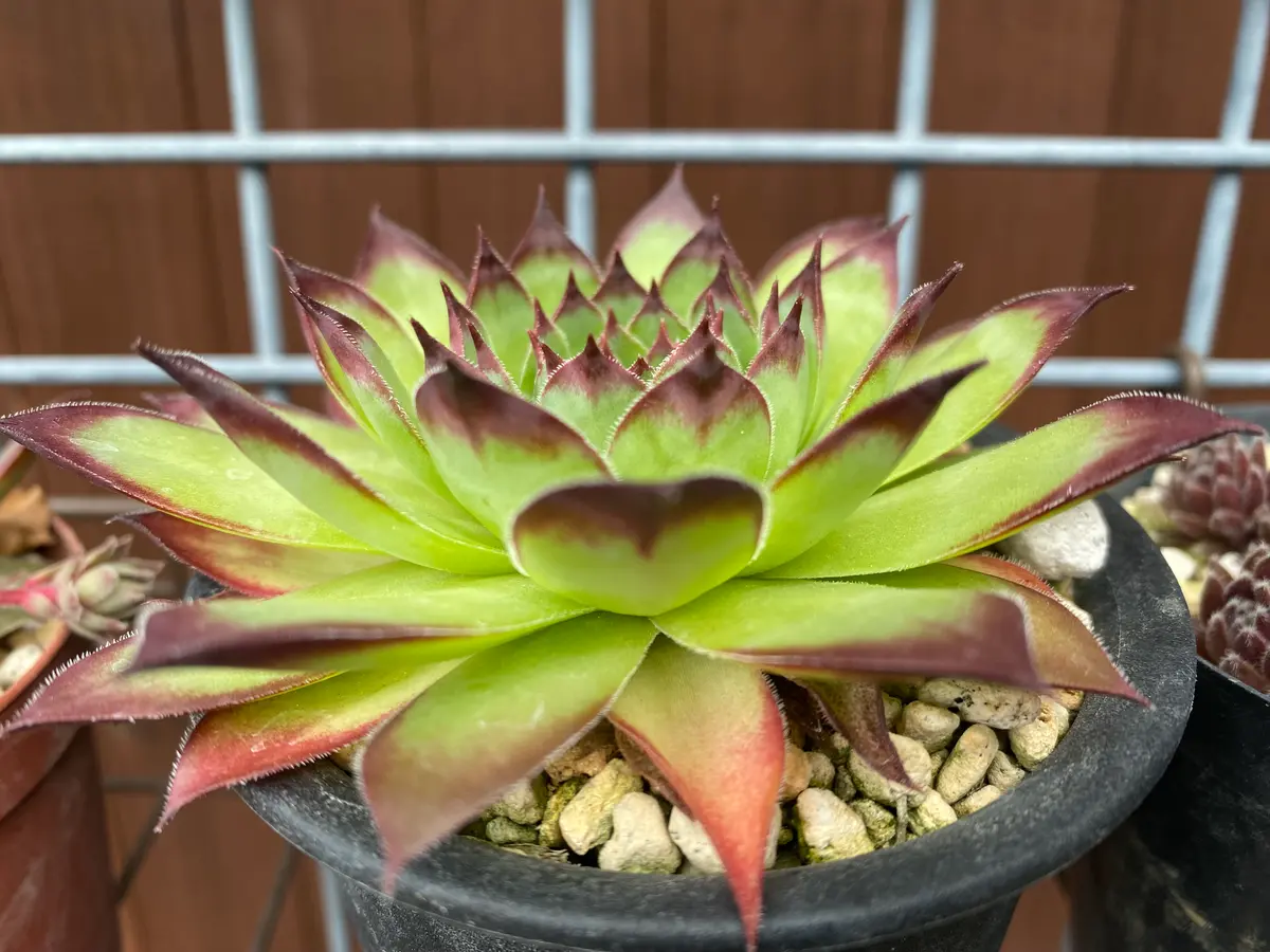 センペルビウム｜園芸日記byマンダル｜みんなの趣味の園芸｜1208459