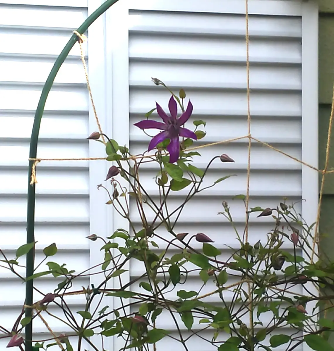 ✿希少クレマチス　アストラノヴァ大苗✿ ✿希少クレマチス アストラノヴァ大苗✿