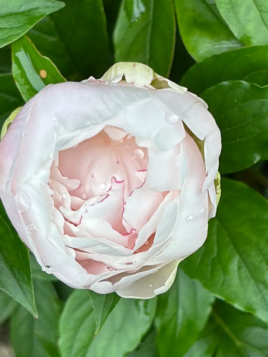 そめ花・薔薇と四季の花たち | 安田 早葉子 |本 | 通販 | Amazon