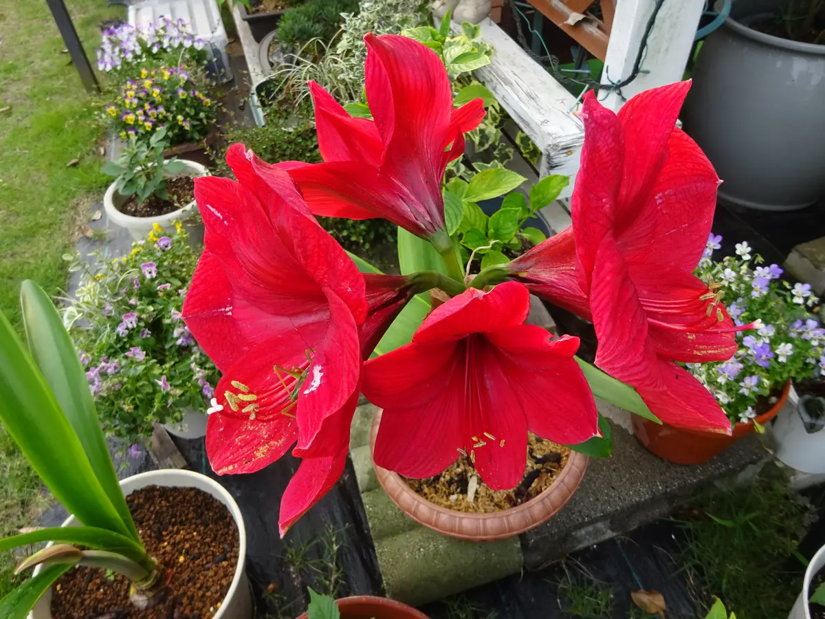 アマリリスの増えすぎです。｜園芸日記bykakip-ken｜みんなの趣味の